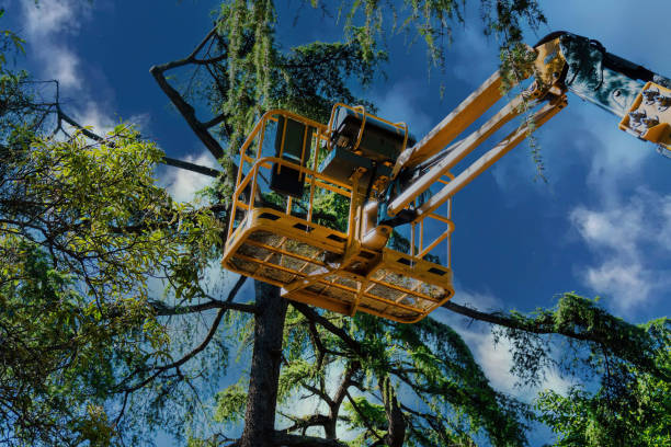 Professional Tree Services in Tigerville, SC