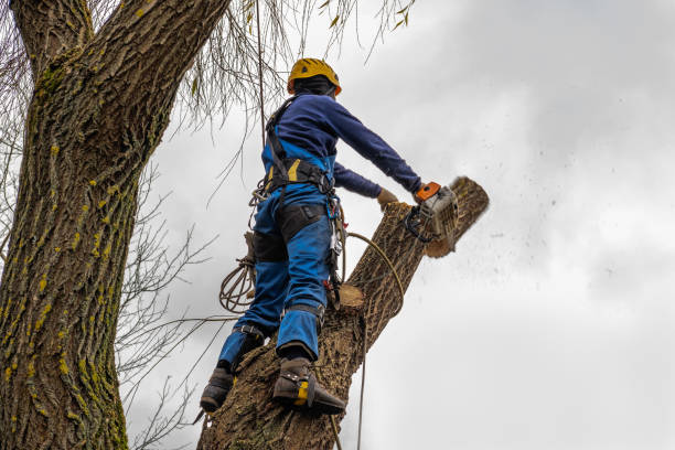 How Our Tree Care Process Works  in  Tigerville, SC